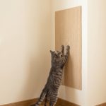 Mata CatMatte na ścianie w narożniku, kot drapie